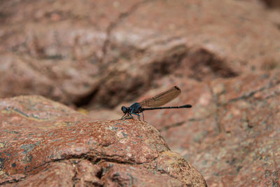 Close-up of insect on rock
