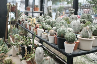 Potted plants in greenhouse