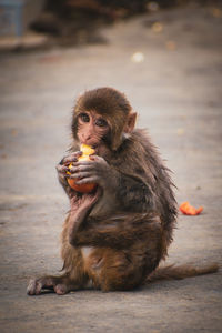 Monkey eating food