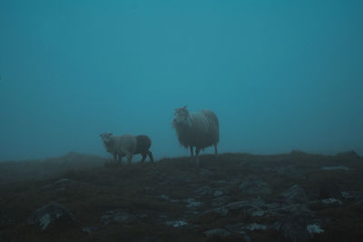 Group of sheep on field during foggy weather