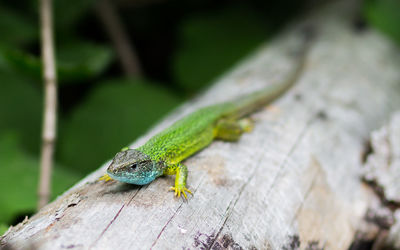 Close-up of lizard on wood