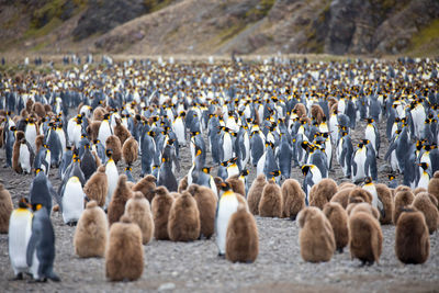 Flock of birds on the beach