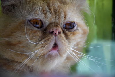 Close-up portrait of a cat