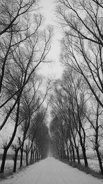 Road amidst bare trees against sky