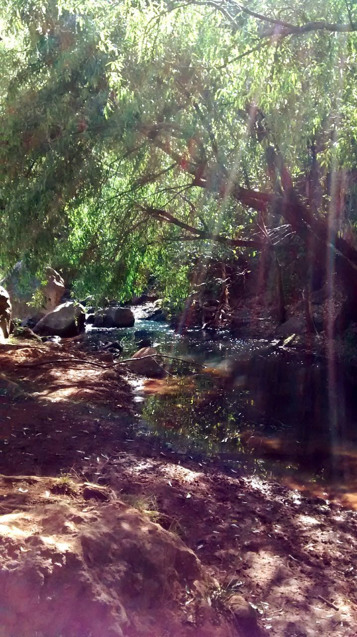 tree, water, forest, growth, nature, branch, tranquility, beauty in nature, reflection, waterfront, day, park - man made space, river, tree trunk, tranquil scene, sunlight, outdoors, scenics, flowing water, green color