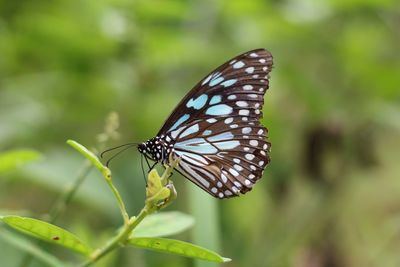 Close-up of butterfly on leaf