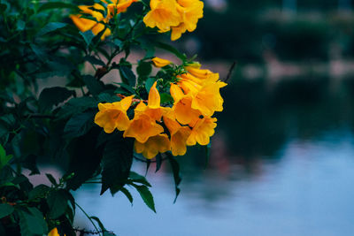 Close-up of yellow flowering plant