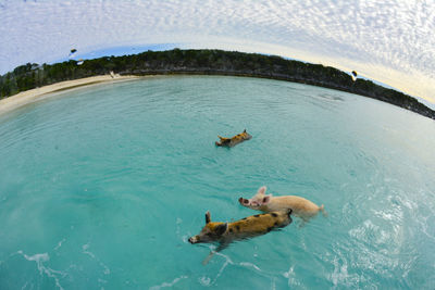 High angle view of pigs swimming in sea
