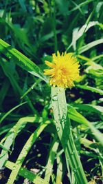 Close-up of yellow flowers