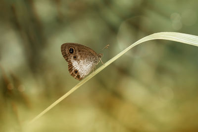 Butterfly on leaf