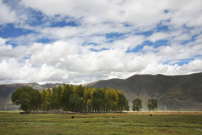 Scenic view of field against sky