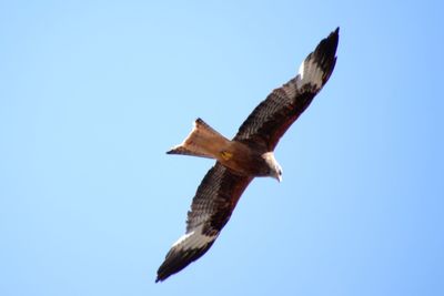 Low angle view of bird flying against clear blue sky