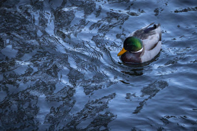 High angle view of mallard duck swimming in lake