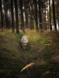 Portrait of dog on tree trunk in forest