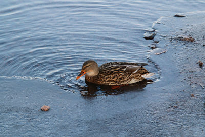 High angle view of mallard duck swimming in lake