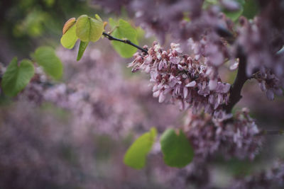 Close-up of pink cherry blossoms