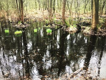 Reflection of trees in water