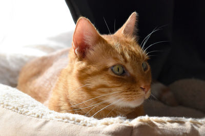 Close-up of a cat looking away