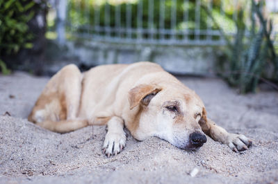 Portrait of dog sleeping
