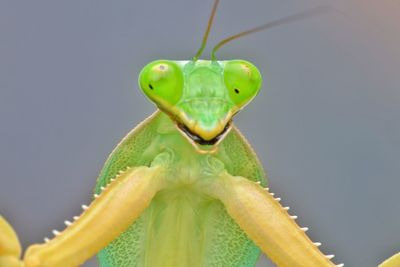 Close-up of green mantis