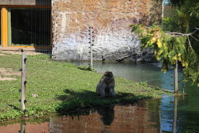 Monkey on tree at zoo