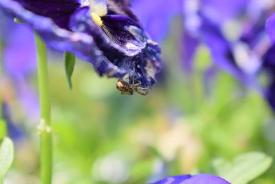 Close-up of bee pollinating on lavender