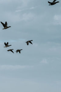 Low angle view of birds flying against sky