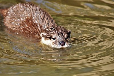 Close-up portrait of an otter swimming in lake