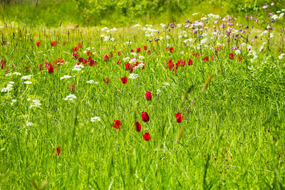 Red poppies growing on field
