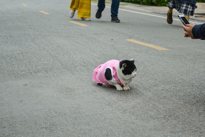 Low section of person with dog walking on road