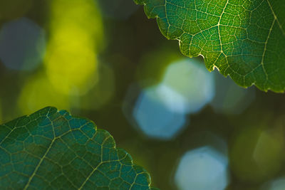 Close-up of fresh green leaf