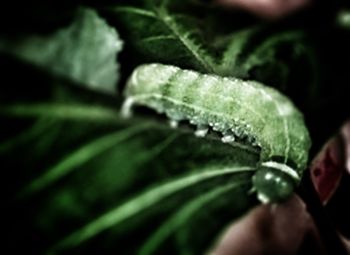 Close-up of water drops on leaf