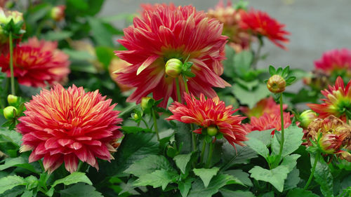 Close-up of red flowering plants