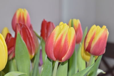 Close-up of pink tulips