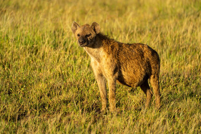 Spotted hyena stands in grass with catchlight