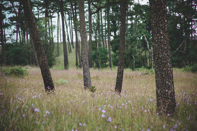 Trees and plants on field in forest