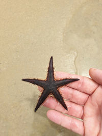 Cropped image of hand holding lizard on beach