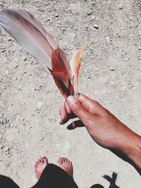 Midsection of person holding feathers on land