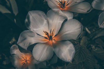 High angle view of flowering plant