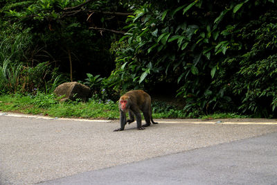 Dog walking on road amidst trees