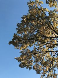 Low angle view of tree branch against blue sky