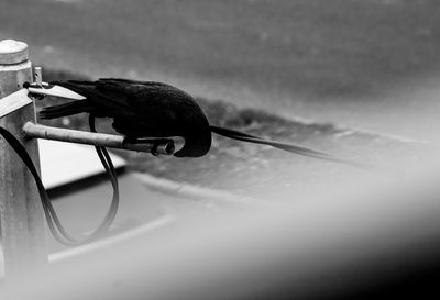 Close-up of bird perching on cable
