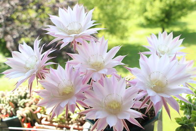 Close-up of purple flowering plants in park