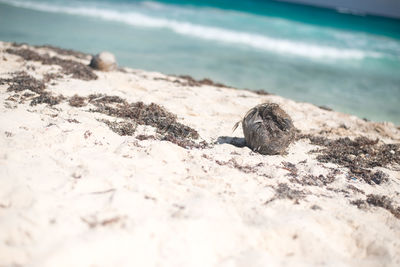 Close-up of crab on beach