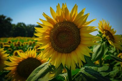 Close-up of sunflowers blooming on field against sky