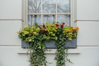 Window box with ivy and assorted colorful flowers