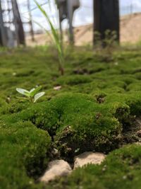 Close-up of moss growing on tree