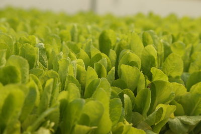 Close-up of fresh green plants