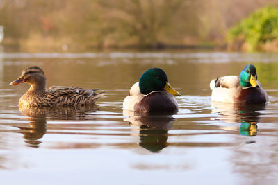 Ducks swimming in lake