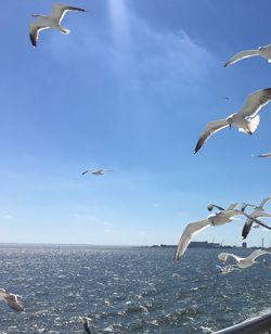 Seagulls flying over sea against sky